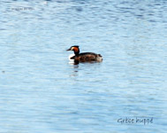 Grebe huppe_7123.jpg